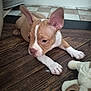 puppy, dog, pet, floor, wooden_floor, plush_toy, ears, brown, white, indoor, tile_floor, curious, young, animal, cute, lying_down, toy, closeup, domestic_animal, small