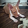 Milo a rejoint le concours — aidez-le/la à gagner de superbes lots ! puppy, dog, brown, white, ears, toy, plush_toy, wooden_floor, indoor, curious, pet, animal, young_dog, floor_tiles, lying_down, close_up, cute, domestic, small, playful
