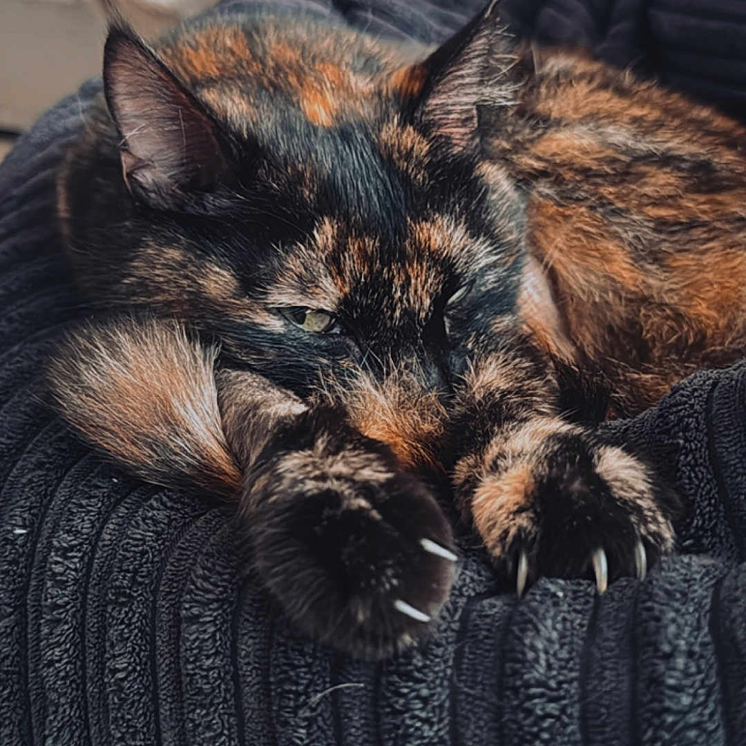 Shanzy participe au concours pour gagner de l'argent avec cette photo : animal, blanket, cat, claws, closeup, comfort, cozy, cute, fur, home, indoor, paw, pet, relaxed, resting, sleepy, soft, texture, tortoiseshell, warm