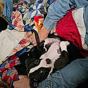 Nova Lee joined the competition — help win amazing prizes! animal, arm, black_and_white, blanket, casual, comfort, cozy, cute, dog, fabric, fur, hand, home, indoor, person, pet, playful, puppy, quilt, resting