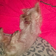 Snowy is registered to the contest to win money with this photo: animal, bed, blanket, cozy, cute, dog, domestic_animal, fluffy, fur, furry, indoor, leopard_print, lying_down, paw, pet, pink, relaxing, resting, sleeping, small_dog