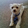 animal, blue_tie, carpet, companion, cute, dog, domestic_animal, floor, friendly, fur, indoor, looking_at_camera, lying_down, mammal, pet, portrait, small_dog, tie, tie_knot, white_dog