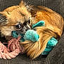 dog, toy, plush_toy, rope_toy, brown_fur, small_dog, pet, cozy, closeup, cute, animal, cuddling, indoor, fur, looking, ears, snout, resting, fabric, playful