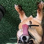 dog, tongue, grass, collar, pet, playful, happy, outdoor, fur, animal, canine, cute, lying_down, smiling, paw, tongue_out, close_up, face, nose, ears