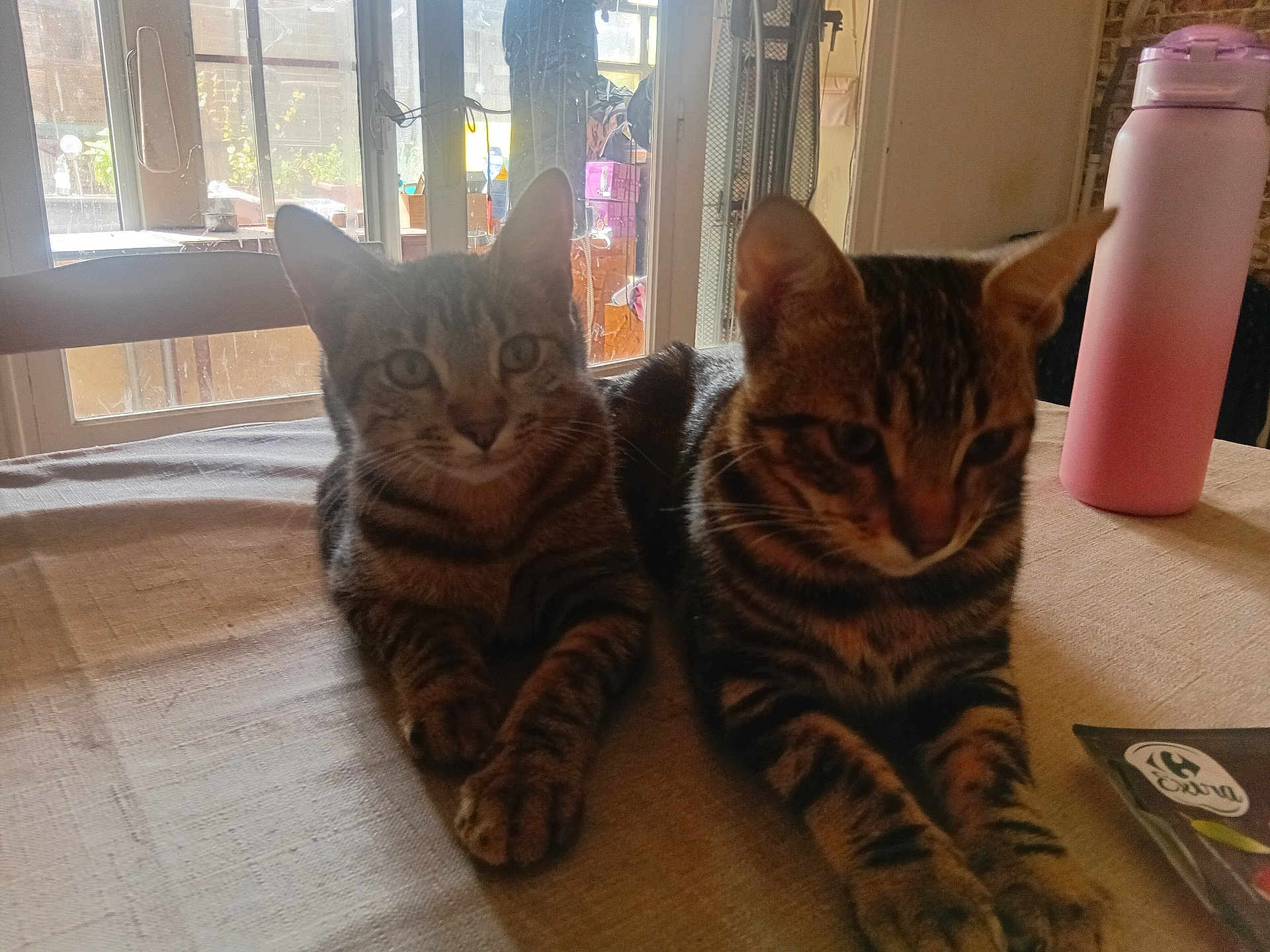 Moustache Et Mikado