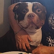Iron a rejoint le concours — aidez-le/la à gagner de superbes lots ! dog, pet, indoor, person, hand, hugging, table, napkin, brown_and_white, close_up, seated, casual, domestic, companion, animal, friendly, calm, adult, human, resting