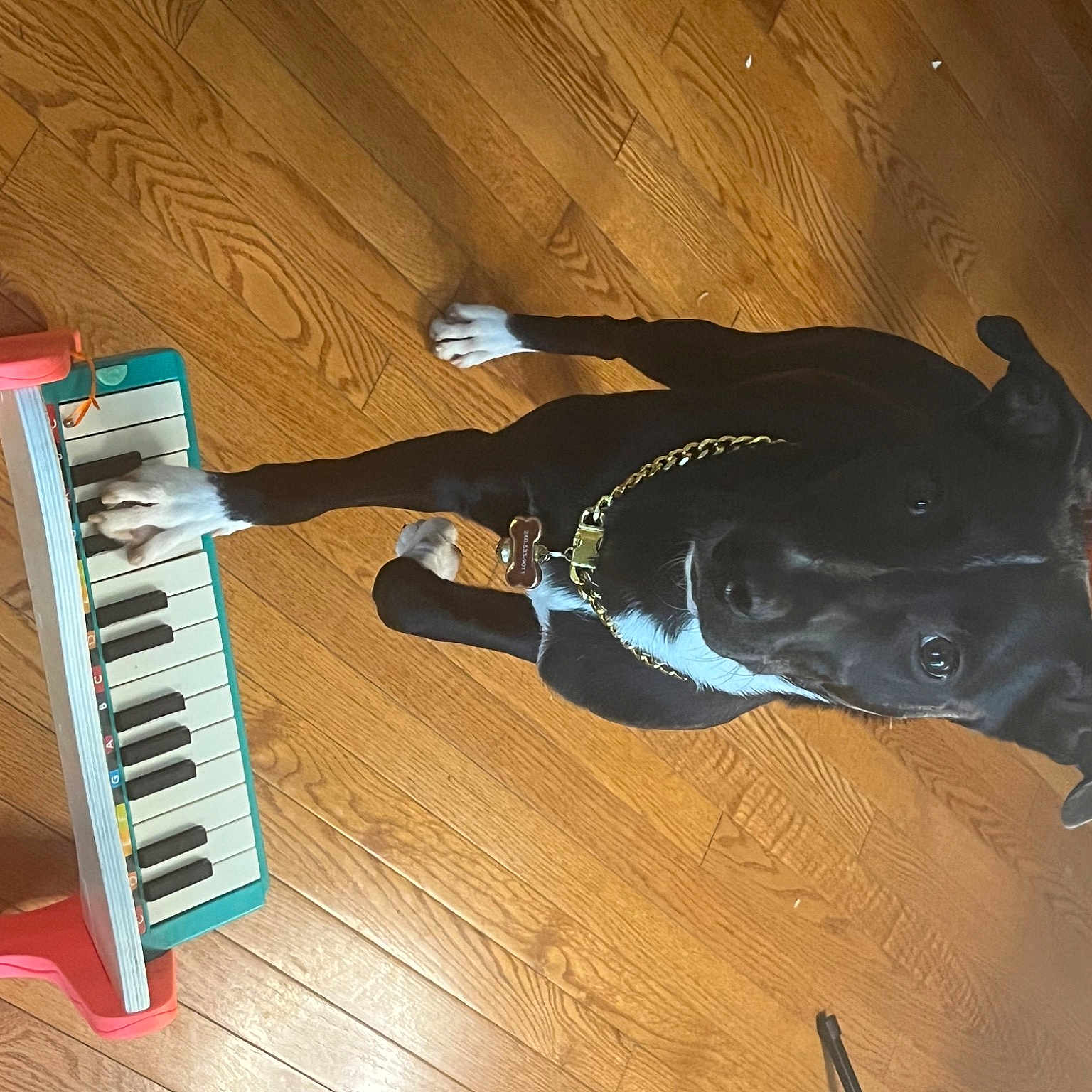 Pup Star