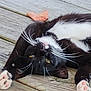 Buddy joined the competition — help win amazing prizes! cat, tuxedo_cat, whiskers, pink_paws, wooden_deck, relaxed, sleepy, pet, animal, feline, outdoor, black_and_white, fur, close_up, laying_down, cute, domestic_cat, resting, upside_down, nature