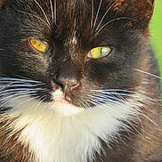 Buddy is registered to the contest to win money with this photo: cat, tuxedo_cat, close_up, yellow_eyes, whiskers, fur, pet, animal, outdoor, sunlight, portrait, face, black_and_white, feline, nature, domestic_cat, cute, mammal, whisker_detail, green_background