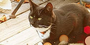 Buddy is registered to the contest to win money with this photo: cat, tuxedo_cat, outdoor, wooden_deck, autumn_leaves, pet, animal, feline, collar, relaxed, daylight, nature, whiskers, close_up, fall, playing, toy, resting, sunlight, paw