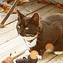 cat, tuxedo_cat, outdoor, wooden_deck, autumn_leaves, pet, animal, feline, collar, relaxed, daylight, nature, whiskers, close_up, fall, playing, toy, resting, sunlight, paw