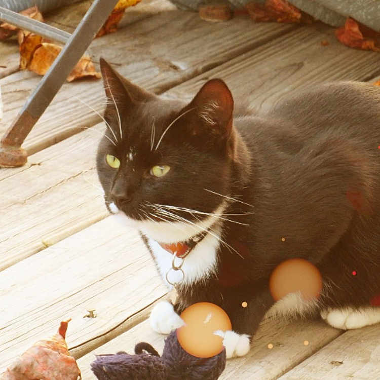 Buddy is registered to the contest to win money with this photo: animal, autumn_leaves, cat, close_up, collar, daylight, fall, feline, nature, outdoor, paw, pet, playing, relaxed, resting, sunlight, toy, tuxedo_cat, whiskers, wooden_deck