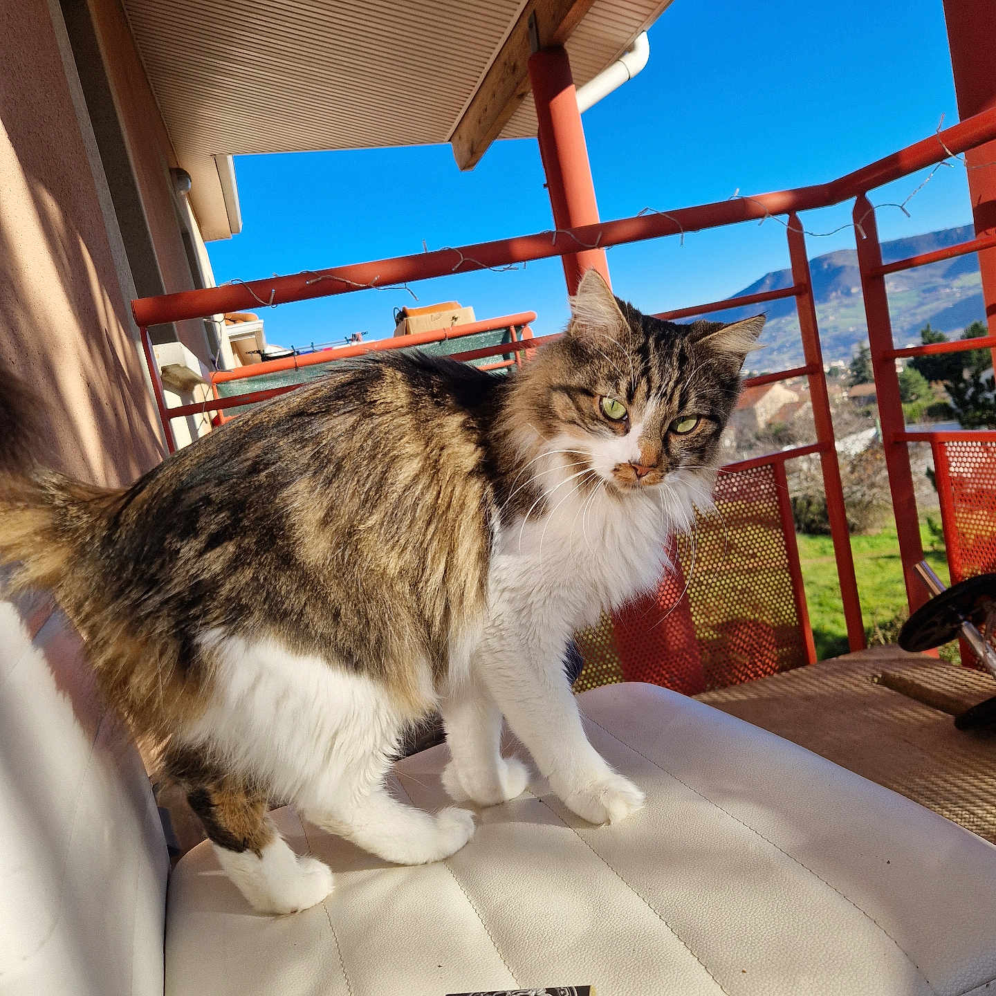 Moon a rejoint le concours — aidez-le/la à gagner de superbes lots ! animal, architecture, balcony, box, building, cat, chair, couch, furniture, handrail, hardwood, house, housing, indoors, livingroom, manx, pet, porch, room, wood