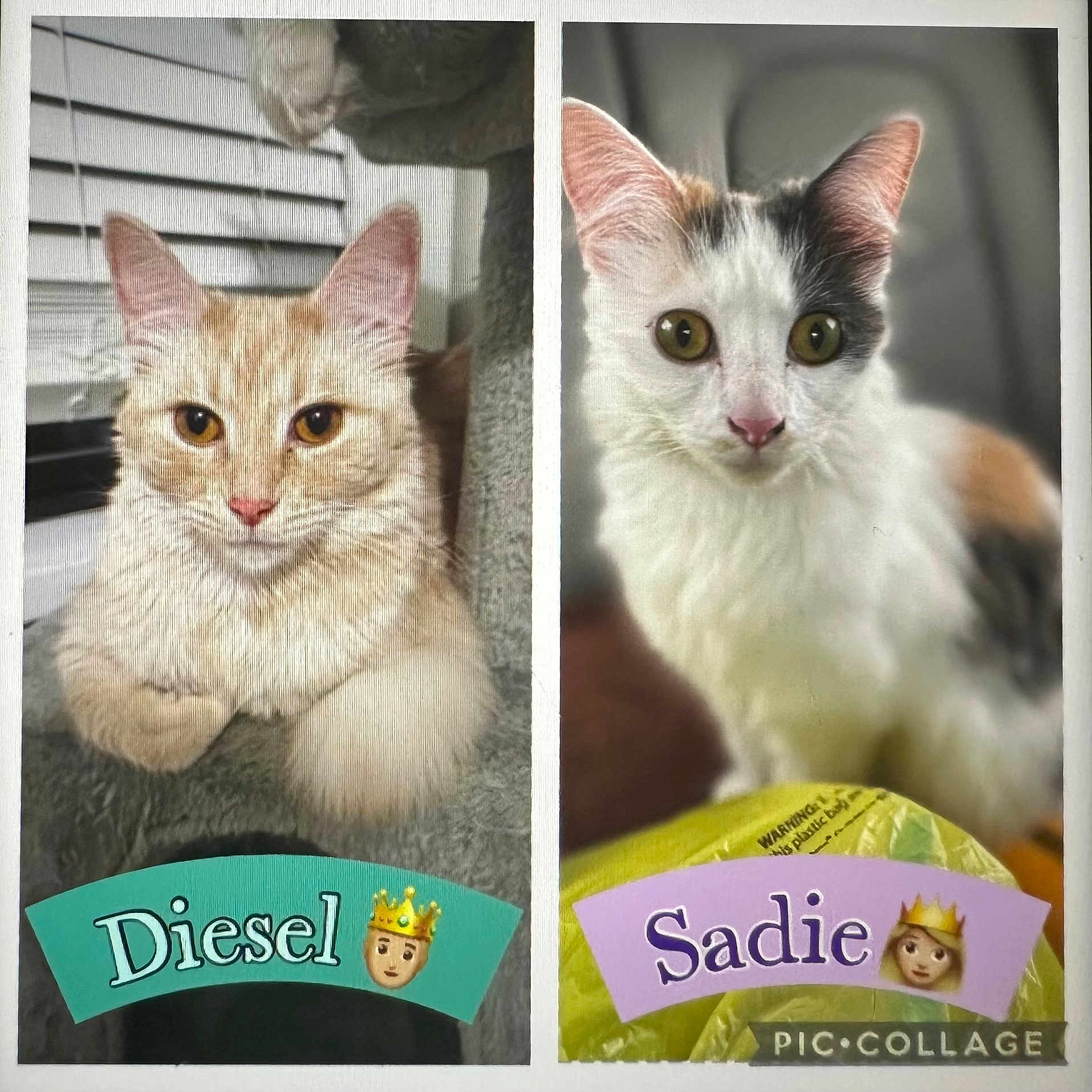 Sadie And Diesel joined the competition — help win amazing prizes! abyssinian, advertisement, angora, animal, art, cat, collage, envelope, face, greetingcard, head, homedecor, kitten, mail, manx, person, pet, poster, siamese, text
