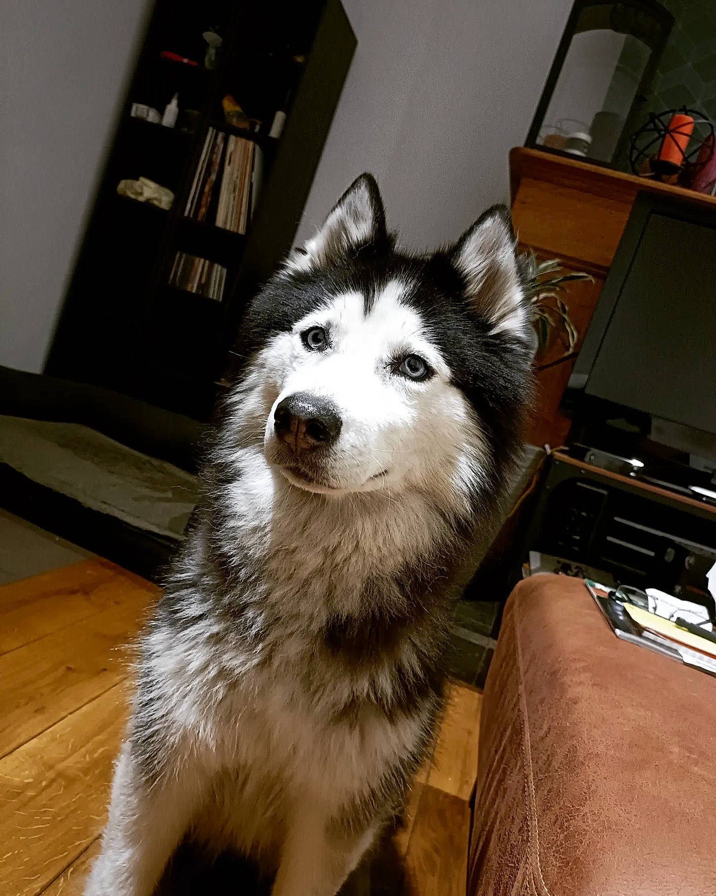 Kaila participe au concours pour gagner de l'argent avec cette photo : bookcase, carnivore, companion_dog, computer_keyboard, computer_monitor, dog, dog_breed, flooring, fur, hardwood, home_appliance, shelf, shelving, sled_dog, snout, sporting_group, television, whiskers, wood, working_animal