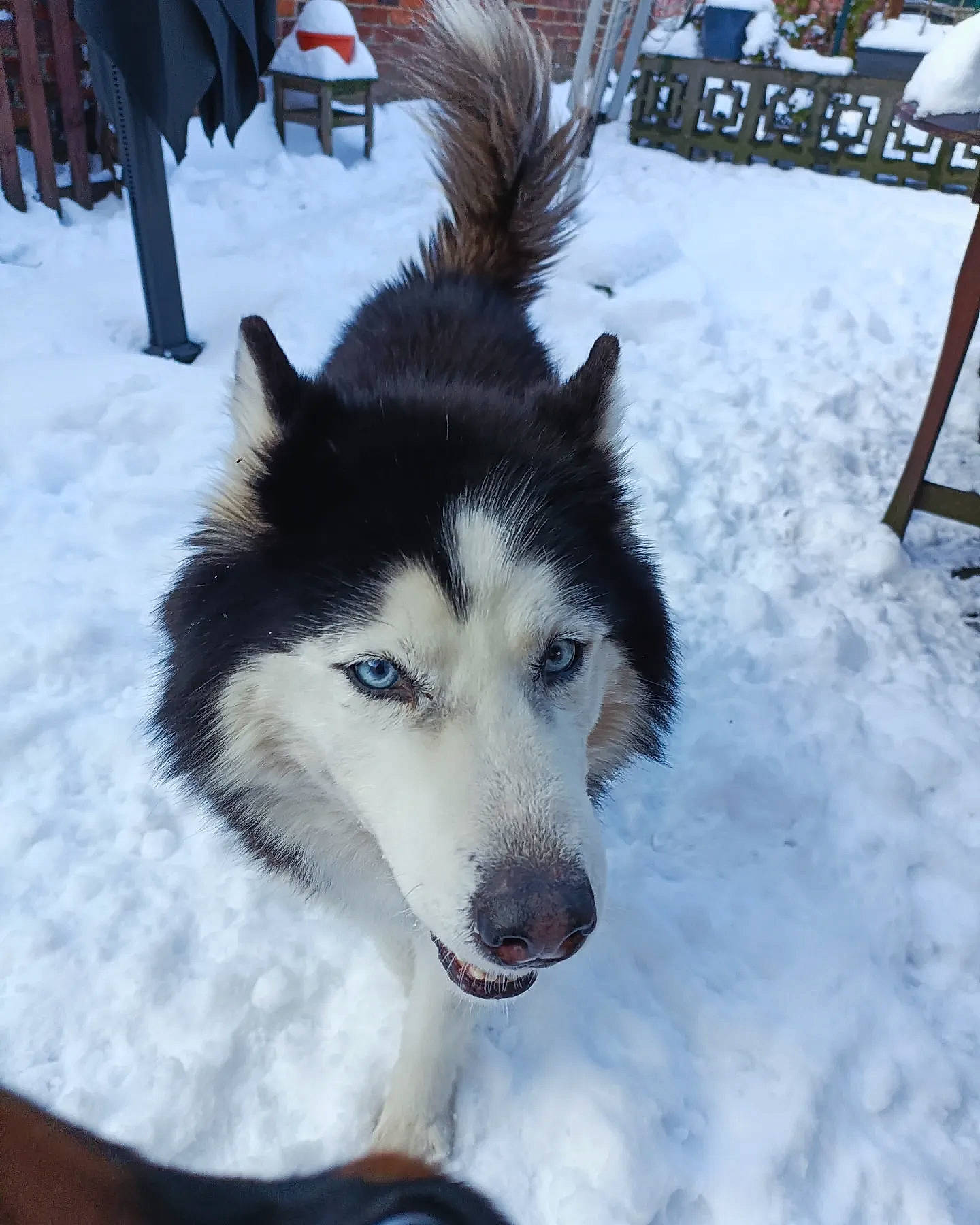 Kaila participe au concours pour gagner de l'argent avec cette photo : canadian_eskimo_dog, canidae, canis, carnivore, companion_dog, dog, dog_breed, freezing, fur, herding_dog, recreation, siberian_husky, sled_dog, snout, snow, sporting_group, white, winter, wolf, working_animal