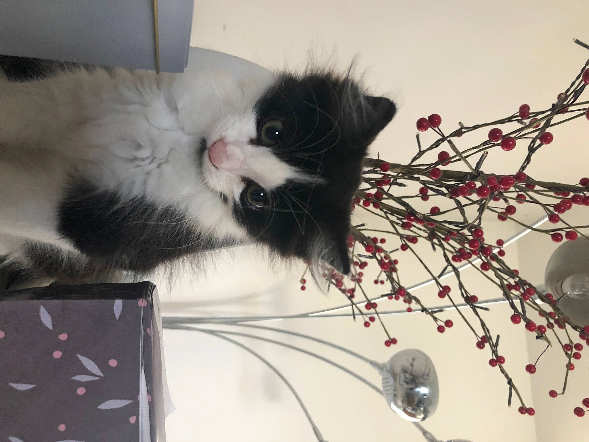 Koshka a rejoint le concours — aidez-le/la à gagner de superbes lots ! art, audio_equipment, box, carmine, carnivore, cat, display_device, domestic_short_haired_cat, electronic_device, felidae, fur, gadget, paw, plant, small_to_medium_sized_cats, tail, television_set, tree, twig, whiskers