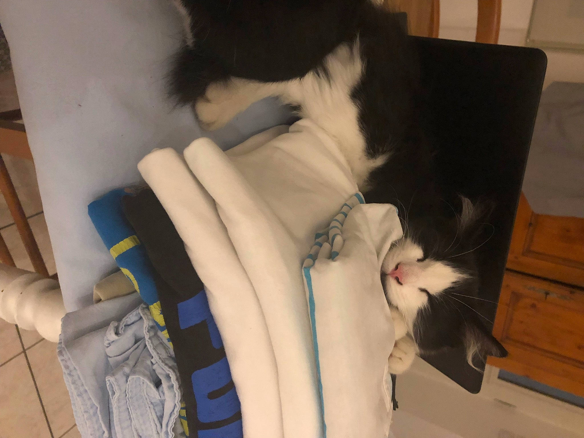 Koshka a rejoint le concours — aidez-le/la à gagner de superbes lots ! box, cardboard, carnivore, cat, claw, comfort, domestic_short_haired_cat, electric_blue, felidae, fur, human_leg, linens, nap, paper_product, paw, room, small_to_medium_sized_cats, tail, thigh, whiskers