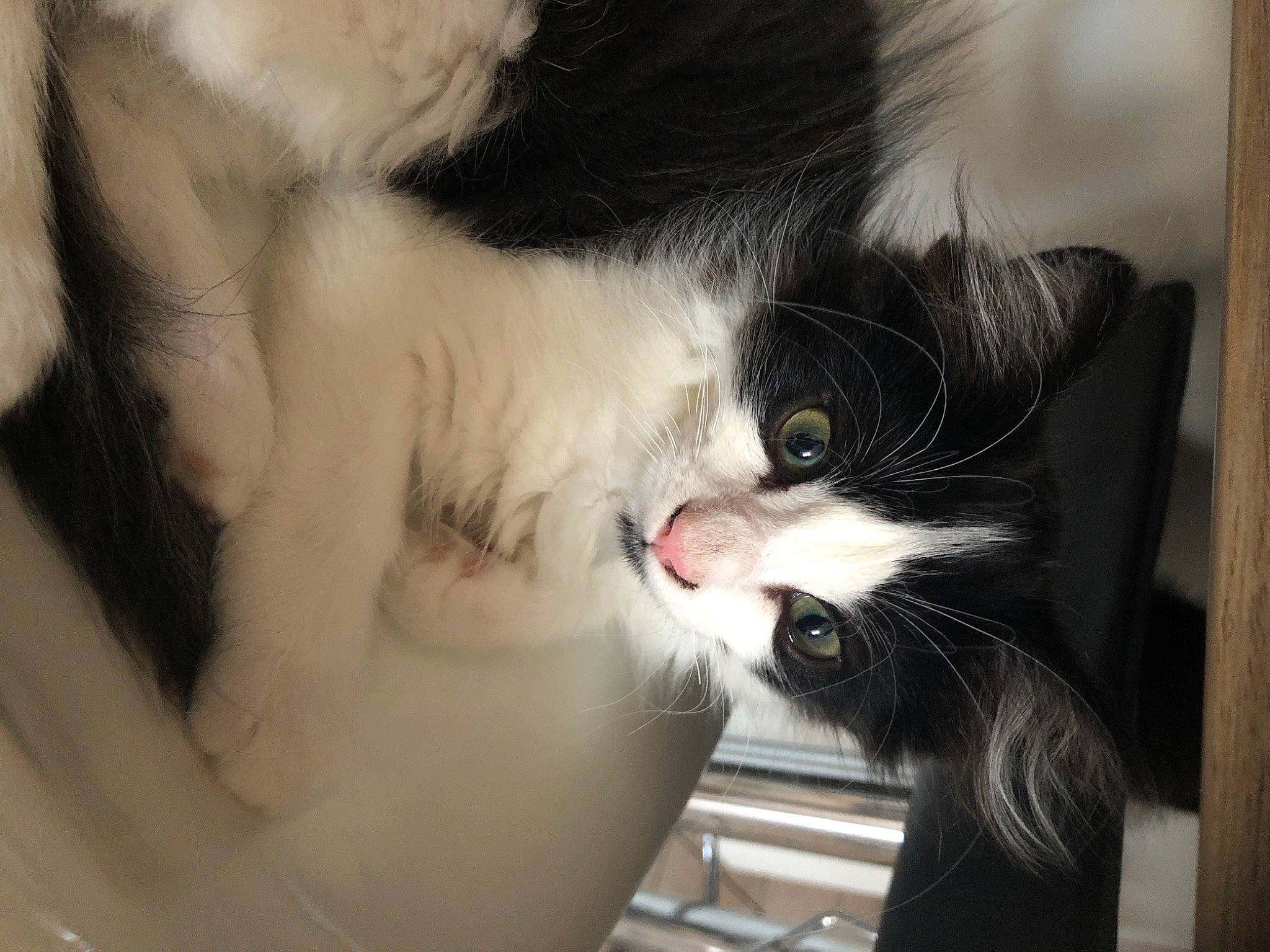 Koshka a rejoint le concours — aidez-le/la à gagner de superbes lots ! beard, carnivore, cat, claw, comfort, domestic_short_haired_cat, ear, eye, eyelash, felidae, fur, gesture, head, human_body, jaw, nose, small_to_medium_sized_cats, snout, tail, whiskers