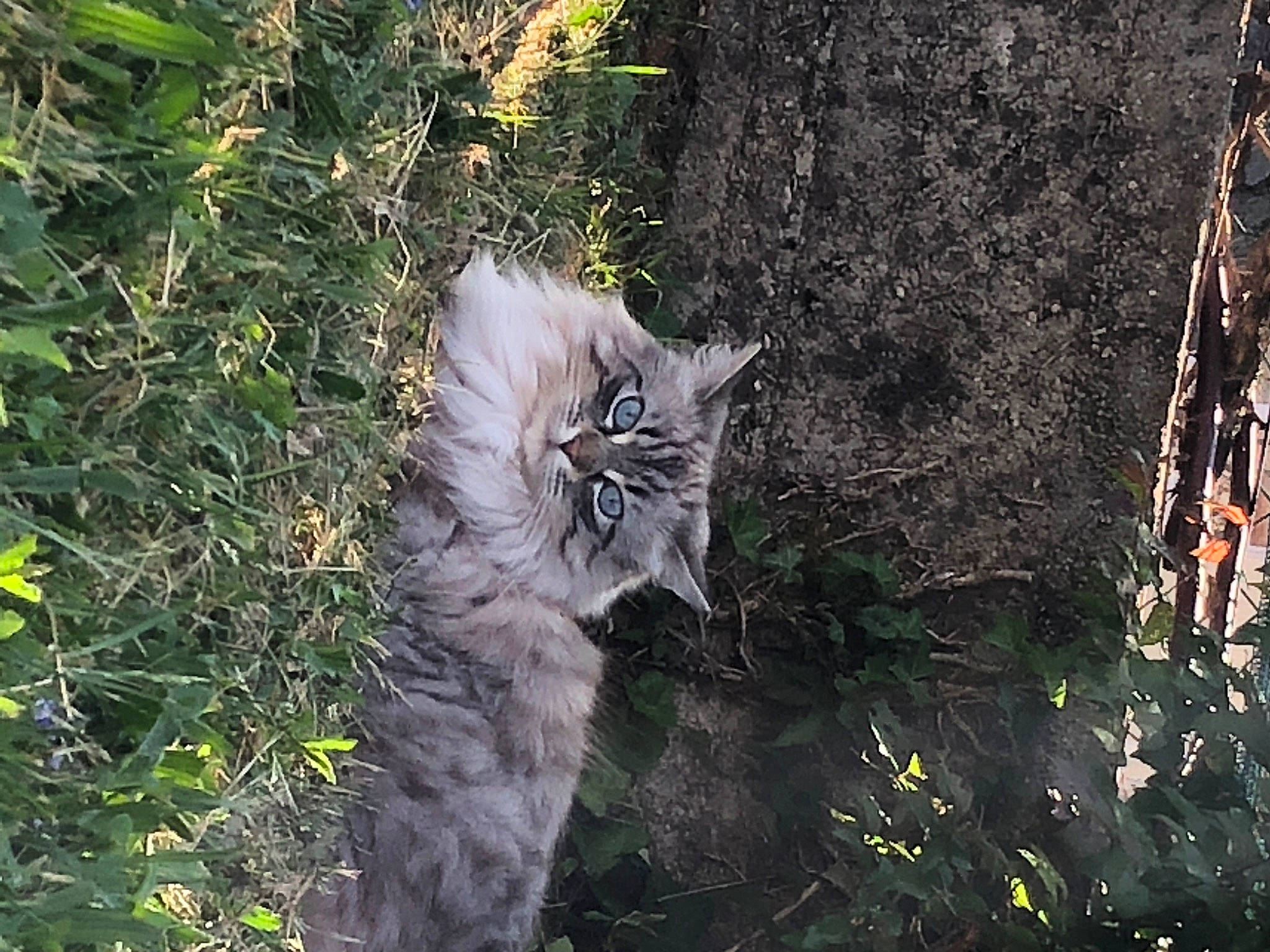 Havana participe au concours pour gagner de l'argent avec cette photo : carnivore, cat, domestic_short_haired_cat, felidae, forest, fur, grass, jungle, organism, plant, small_to_medium_sized_cats, snout, tail, terrestrial_animal, tree, trunk, twig, whiskers, wildlife, wood