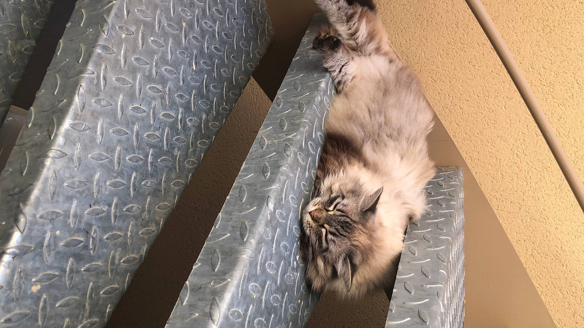 Havana participe au concours pour gagner de l'argent avec cette photo : carnivore, cat, claw, comfort, domestic_short_haired_cat, fawn, felidae, flooring, fur, grey, hardwood, human_leg, metal, paw, small_to_medium_sized_cats, tail, terrestrial_animal, whiskers, window, wood