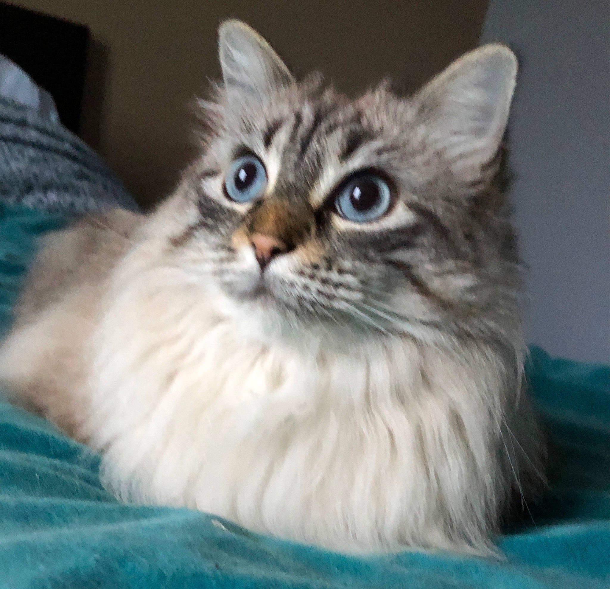 Havana a rejoint le concours — aidez-le/la à gagner de superbes lots ! box, british_longhair, carnivore, cat, claw, comfort, electric_blue, felidae, fur, iris, paw, photo_caption, ragdoll, small_to_medium_sized_cats, snout, terrestrial_animal, whiskers, window