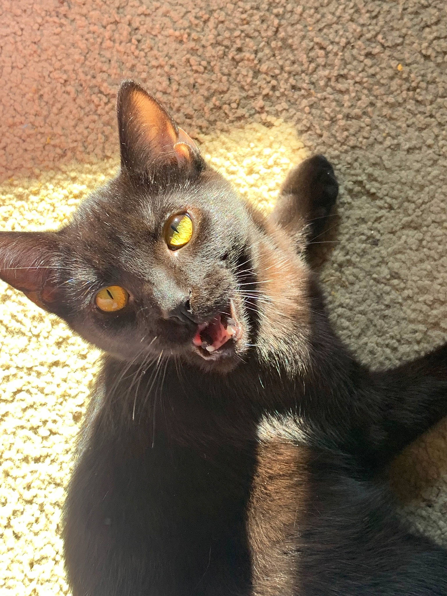 Darth Vader is registered to the contest to win money with this photo: black_cat, bombay, carnivore, cat, domestic_short_haired_cat, eye, felidae, fur, havana_brown, paw, small_to_medium_sized_cats, tail, terrestrial_animal, whiskers, wildlife