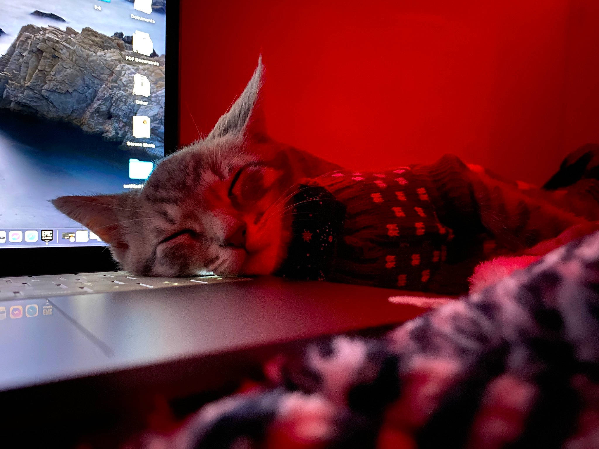 Grey is registered to the contest to win money with this photo: carmine, carnivore, cat, comfort, computer, computer_keyboard, couch, display_device, domestic_short_haired_cat, eye, felidae, fur, magenta, pattern, personal_computer, room, small_to_medium_sized_cats, table, whiskers, window