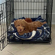 Chewie is registered to the contest to win money with this photo: puppy, dog, curly_fur, brown_fur, pet, animal, crate, kennel, blanket, dog_bed, indoor, home, floor, wire_cage, open_door, bowls, resting, lying_down, tongue_out, cute