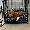 puppy, dog, curly_fur, brown_fur, pet, animal, crate, kennel, blanket, dog_bed, indoor, home, floor, wire_cage, open_door, bowls, resting, lying_down, tongue_out, cute