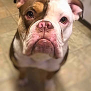 Maggie joined the competition — help win amazing prizes! dog, bulldog, pet, close_up, brown, white, face, nose, ears, floor, indoor, animal, canine, portrait, looking_up, cute, mammal, house, companion, pet_portrait