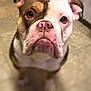 dog, bulldog, pet, close_up, brown, white, face, nose, ears, floor, indoor, animal, canine, portrait, looking_up, cute, mammal, house, companion, pet_portrait