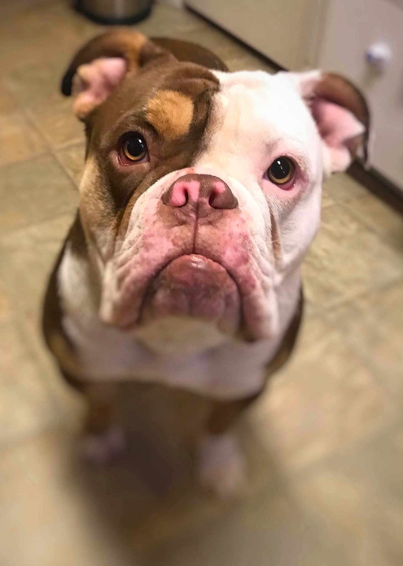 Maggie joined the competition — help win amazing prizes! dog, bulldog, pet, close_up, brown, white, face, nose, ears, floor, indoor, animal, canine, portrait, looking_up, cute, mammal, house, companion, pet_portrait