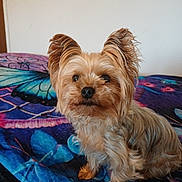 Roxane a rejoint le concours — aidez-le/la à gagner de superbes lots ! dog, yorkshire_terrier, pet, animal, cute, fluffy, ears, sitting, blanket, butterfly_pattern, indoor, fur, small_dog, looking, brown, tan, black, portrait, companion, adorable