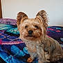 dog, yorkshire_terrier, pet, animal, cute, fluffy, ears, sitting, blanket, butterfly_pattern, indoor, fur, small_dog, looking, brown, tan, black, portrait, companion, adorable