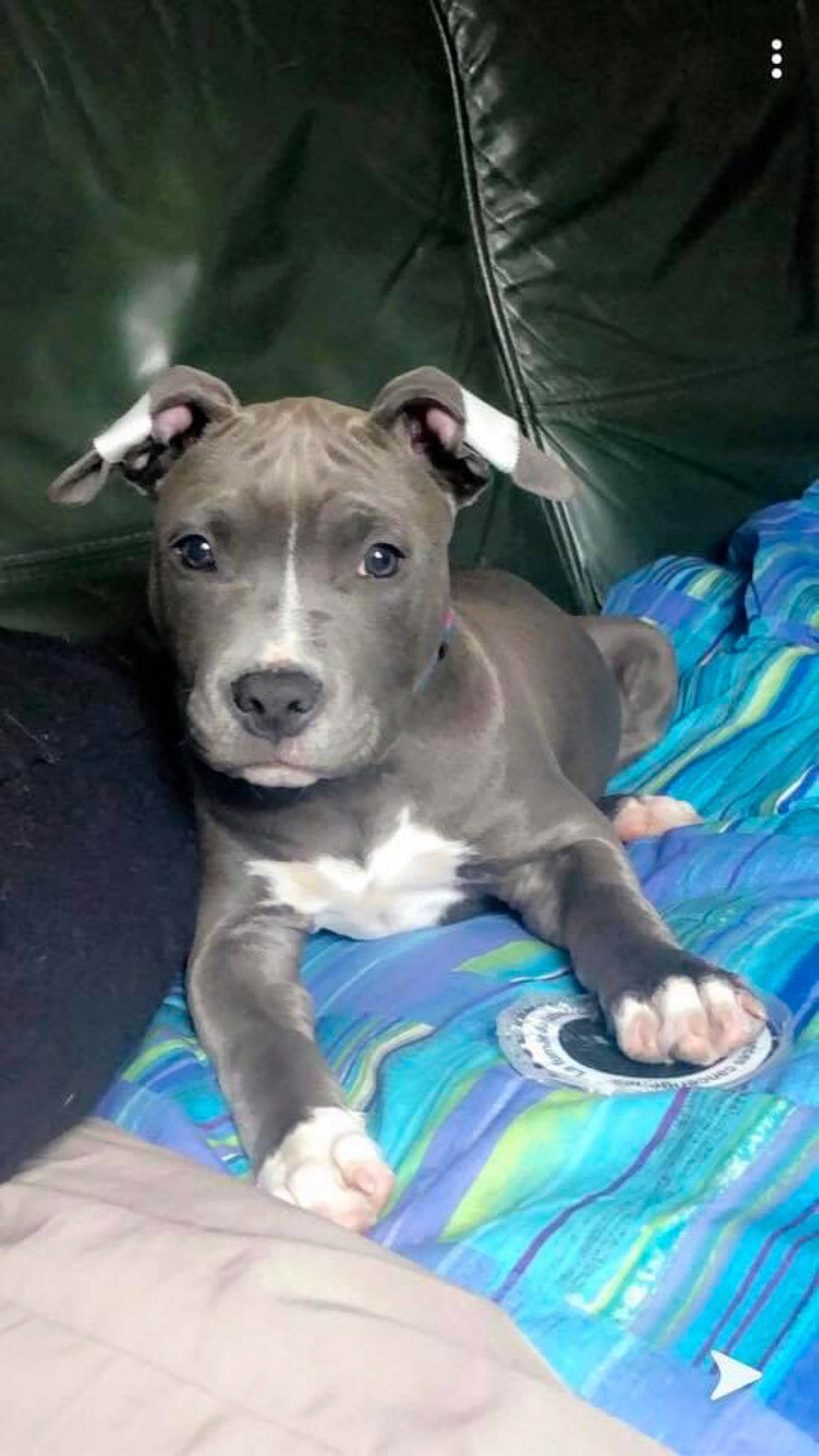 Rakam participe au concours pour gagner de l'argent avec cette photo : american_pit_bull_terrier, american_staffordshire_terrier, canidae, carnivore, dog, dog_breed, fawn, mammal, non_sporting_group, pit_bull, puppy, snout, staffordshire_bull_terrier, vertebrate