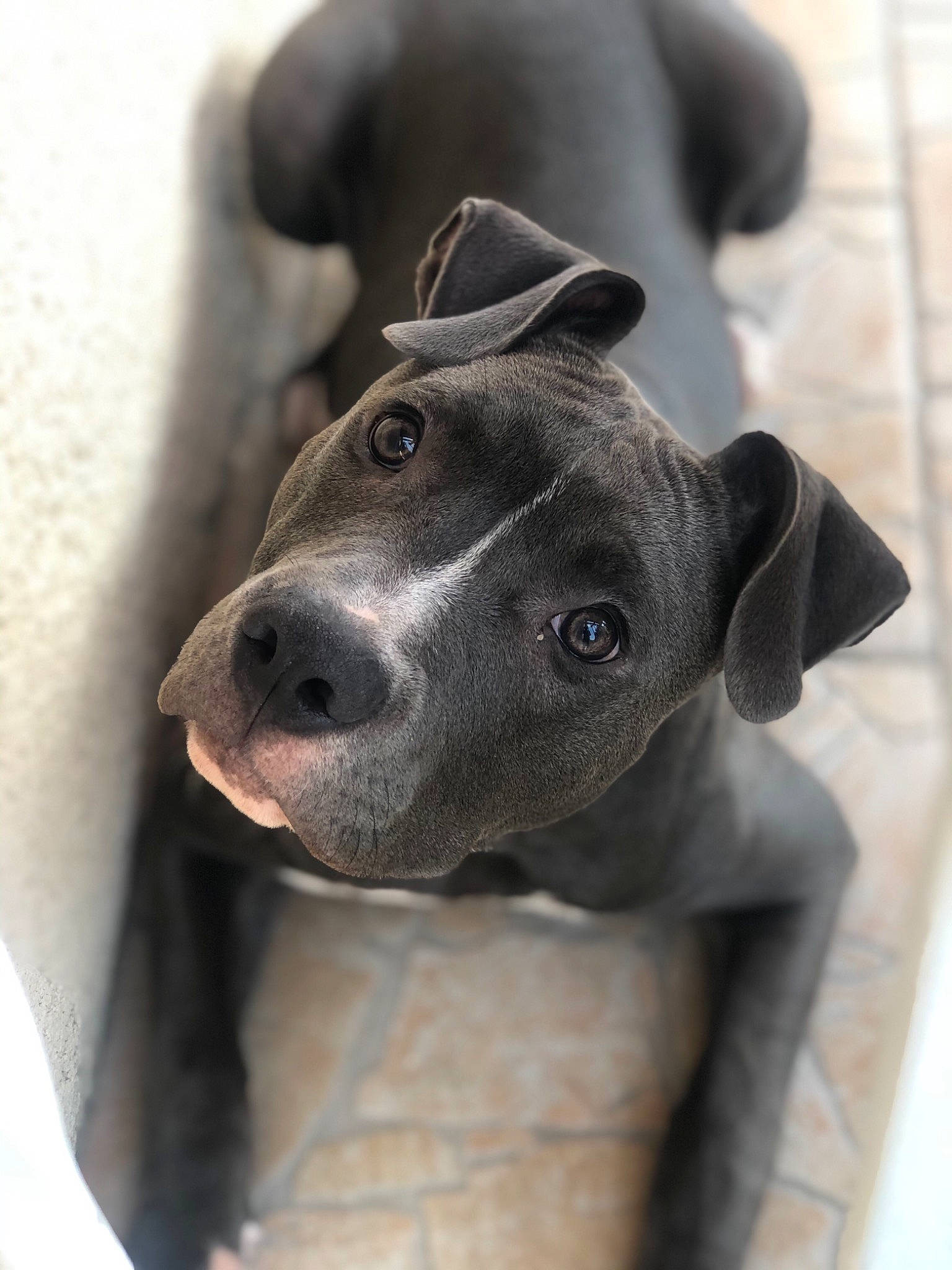 Rakam participe au concours pour gagner de l'argent avec cette photo : american_pit_bull_terrier, american_staffordshire_terrier, canidae, carnivore, dog, dog_breed, fawn, mammal, non_sporting_group, nose, pit_bull, puppy, rare_breed_dog, snout, sporting_group, staffordshire_bull_terrier, thai_ridgeback, vertebrate, whiskers