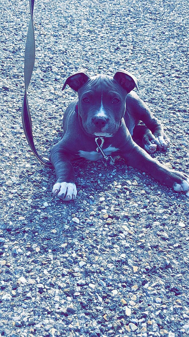 Rakam a rejoint le concours — aidez-le/la à gagner de superbes lots ! american_pit_bull_terrier, american_staffordshire_terrier, canidae, carnivore, dog, dog_breed, fawn, mammal, non_sporting_group, sporting_group, staffordshire_bull_terrier, vertebrate