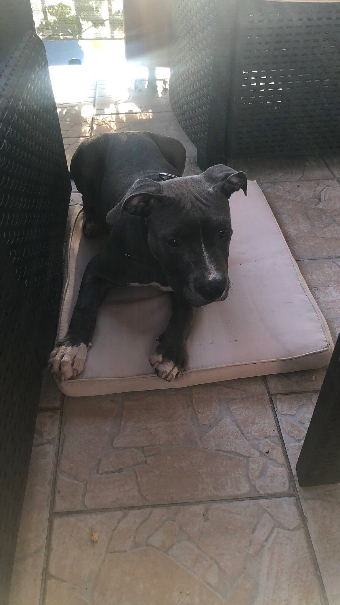 Rakam a rejoint le concours — aidez-le/la à gagner de superbes lots ! american_pit_bull_terrier, canidae, carnivore, companion_dog, dog, dog_breed, fawn, floor, flooring, guard_dog, non_sporting_group, pit_bull, snout, sporting_group, staffordshire_bull_terrier, tile