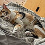 Ellie is registered to the contest to win money with this photo: animal, bedroom, blanket, calico, cat, comfort, cozy, cute, feline, fur, home, indoor, mammal, paws, pet, relaxed, resting, sleepy, soft, whiskers
