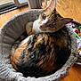 Ellie joined the competition — help win amazing prizes! animal, basket, calico, cat, cozy, curled_up, cute, ears, feline, fur, home, indoor, looking_at_camera, pet_bed, resting, soft, tail, toys, whiskers, wooden_floor