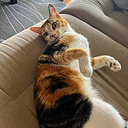 Ellie is registered to the contest to win money with this photo: animal, calico_cat, cat, cat_tree, couch, cozy, curious, domestic, ears, floor, fur, furniture, home, indoor, laying, paw, pet, relaxed, rug, whiskers