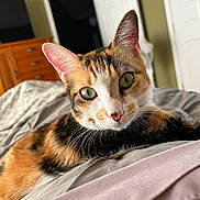 Ellie joined the competition — help win amazing prizes! bed, bedroom, calico, cat, closeup, cozy, curious, domestic_animal, door, feline, fur, green_eyes, indoor, mammal, pet, portrait, relaxed, resting, whiskers, wooden_furniture