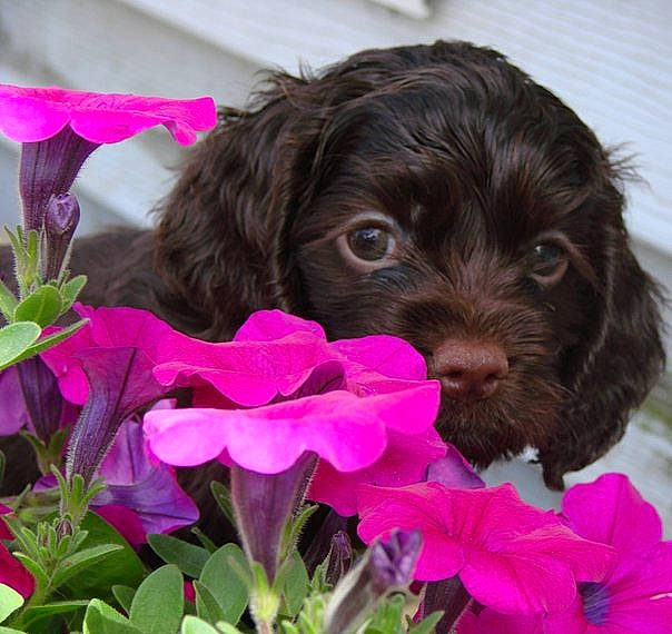 Bailey joined the competition — help win amazing prizes! annual_plant, canidae, carnivore, companion_dog, dog, dog_breed, flower, flowering_plant, geraniales, liver, perennial_plant, petal, petunia, puppy, spaniel, sporting_group, viola, violet, working_animal, working_dog