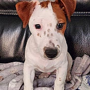 Charly a rejoint le concours — aidez-le/la à gagner de superbes lots ! adorable, blanket, brown_ear, canine, closeup, cute, dog, eyes, indoor, leather_sofa, looking_at_camera, nose, paws, pet, portrait, puppy, sitting, sofa, spots, white_fur