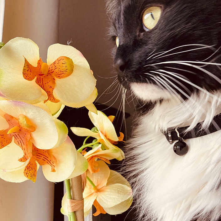 Whiskey joined the competition — help win amazing prizes! angora, animal, anther, cat, daisy, face, flower, flowerarrangement, flowerbouquet, head, ikebana, kitten, manx, orchid, person, pet, petal, plant, pottedplant, smelling