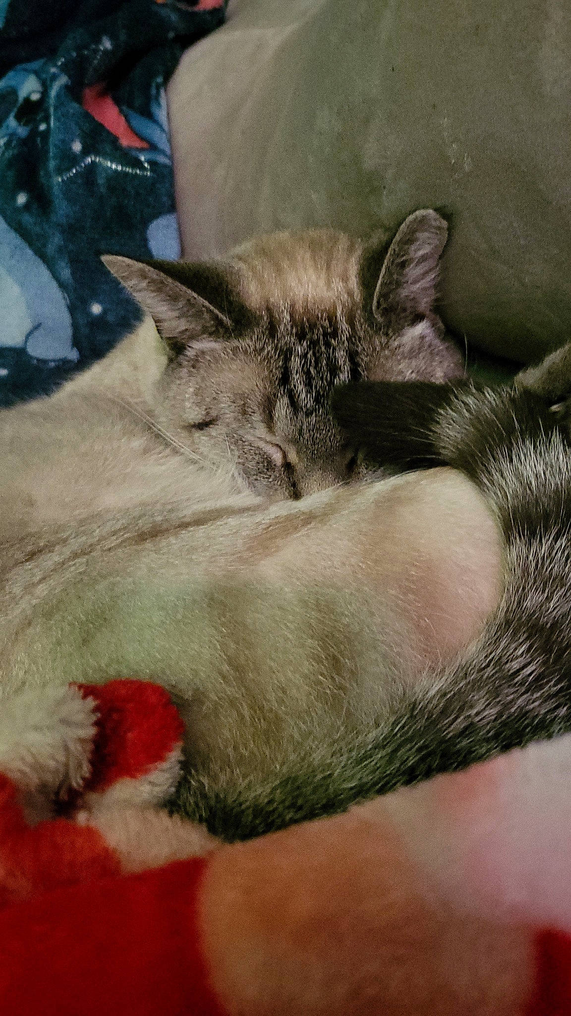 Willow joined the competition — help win amazing prizes! carnivore, cat, cat_bed, claw, close_up, comfort, domestic_short_haired_cat, fawn, felidae, fur, nap, paw, plastic_bag, sleep, small_to_medium_sized_cats, snout, tail, whiskers, wildlife