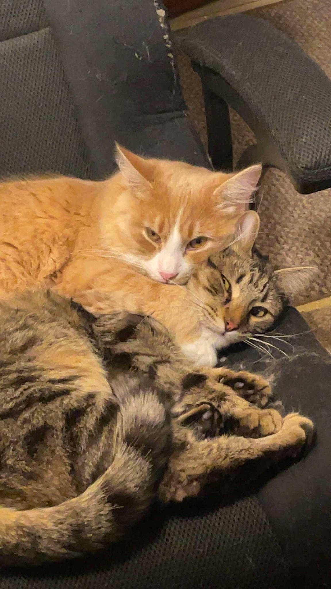 Remy is registered to the contest to win money with this photo: box, carnivore, cat, claw, comfort, domestic_short_haired_cat, fawn, felidae, fur, hardwood, nap, paw, sitting, sleep, small_to_medium_sized_cats, snout, tail, terrestrial_animal, whiskers, wood