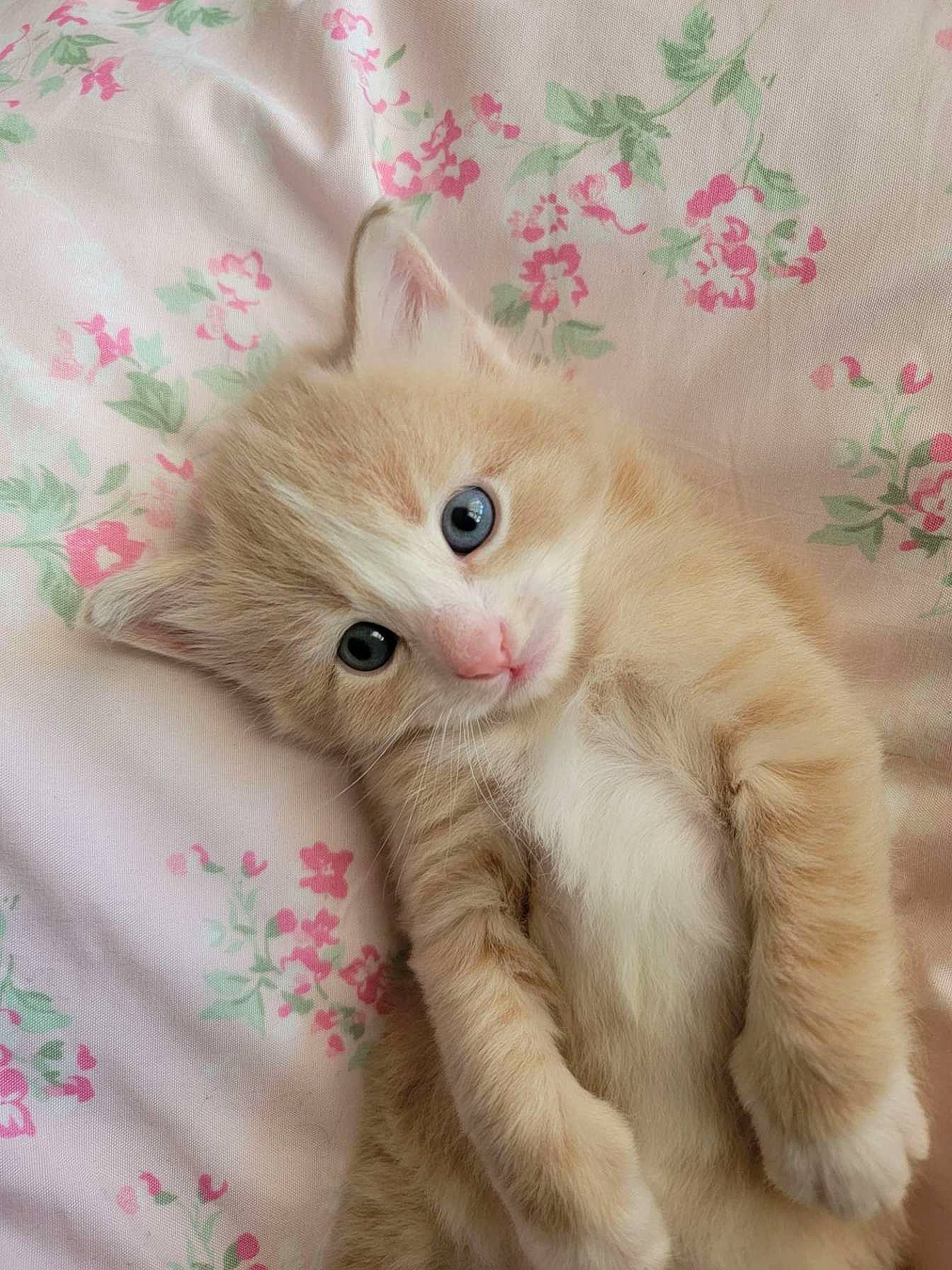 Remy is registered to the contest to win money with this photo: carnivore, cat, claw, comfort, fashion_accessory, fawn, felidae, foot, fur, natural_material, pattern, paw, peach, sleeve, small_to_medium_sized_cats, tail, whiskers