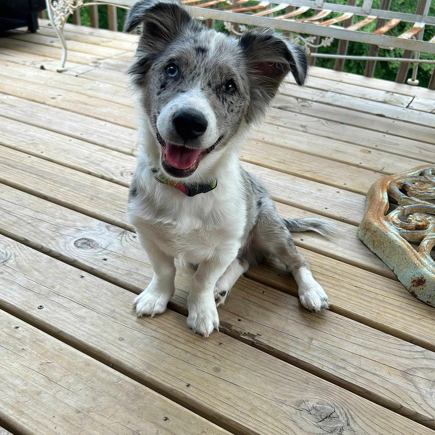 Ozzy joined the competition — help win amazing prizes! animal, architecture, bench, boardwalk, bridge, building, canine, deck, dog, furniture, hardwood, house, housing, outdoors, pet, plywood, porch, puppy, table, wood